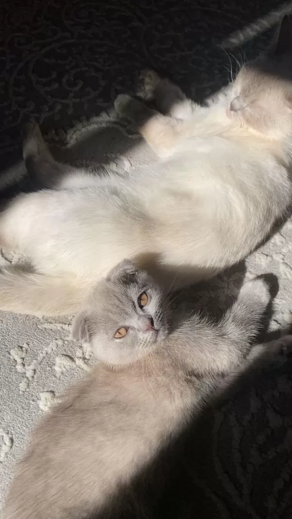 5 Aylık Scottish Fold Lilac Yavrumuz