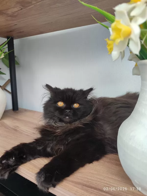 Cinnamon Erkek British Longhair