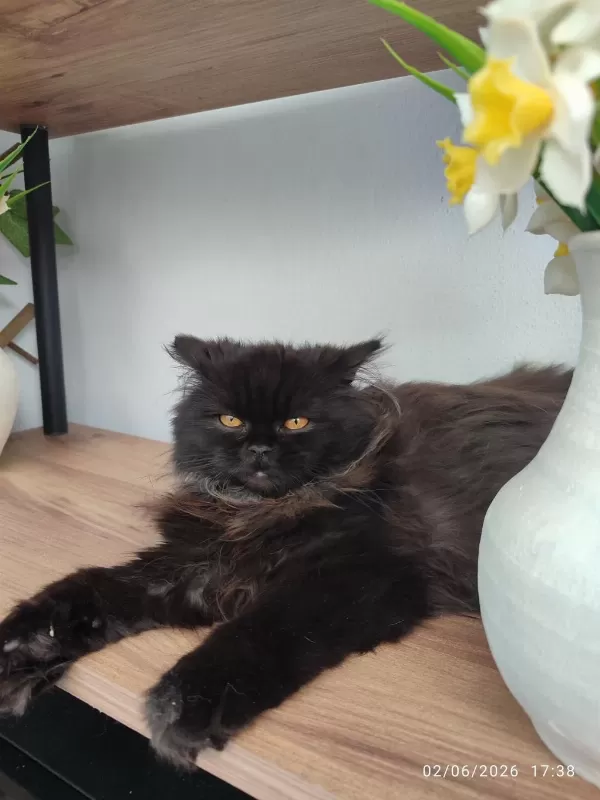 Cinnamon Erkek British Longhair