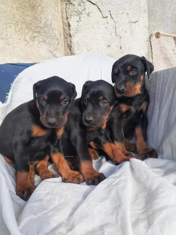 Şampiyon Soydan Doberman Yavrular