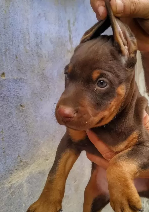 Şampiyon Soydan Doberman Yavrular