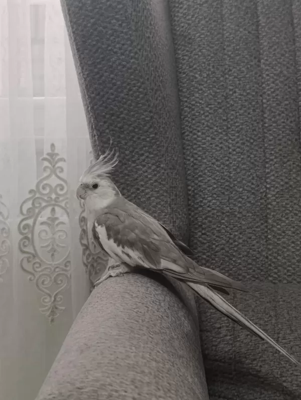 Ele Alışkın Sultan Papağanı