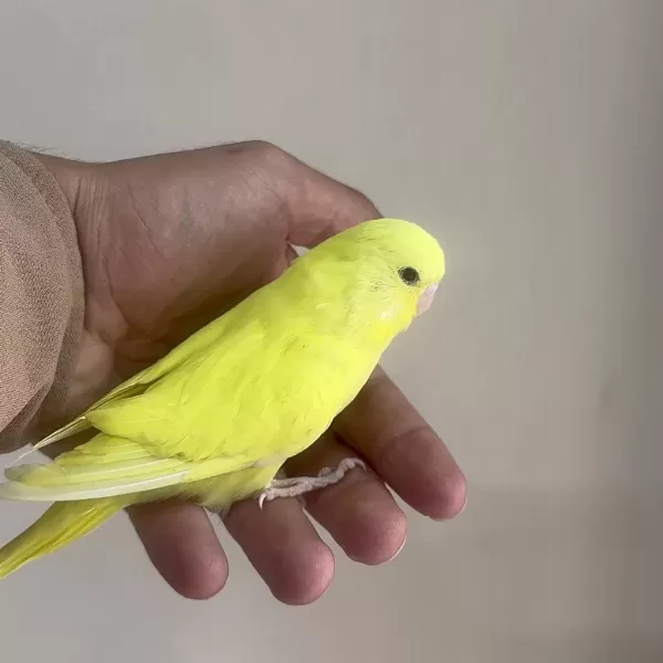 Bebek Muhabbet Kuşu Yeni Yeme Düşmüştür
