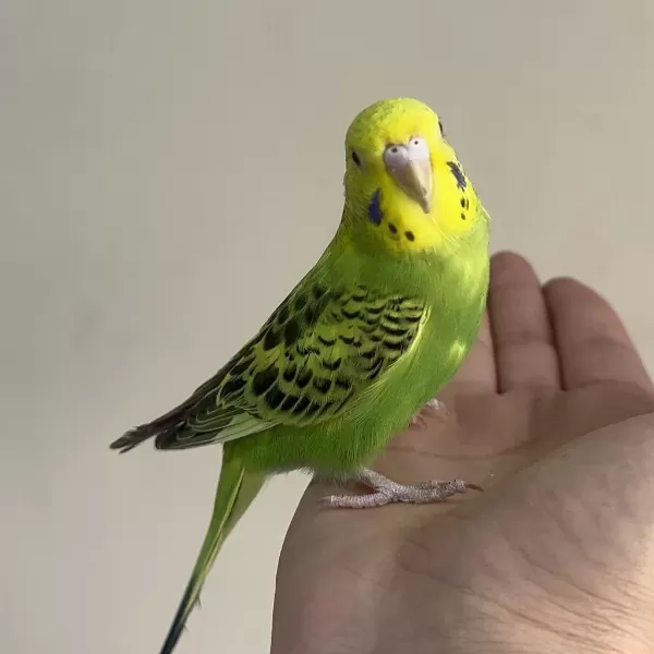 Bebek Muhabbet Kuşu Yeni Yeme Düşmüştür