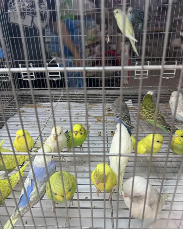 Bebek Muhabbet Kuşu Yeni Yeme Düşmüştür