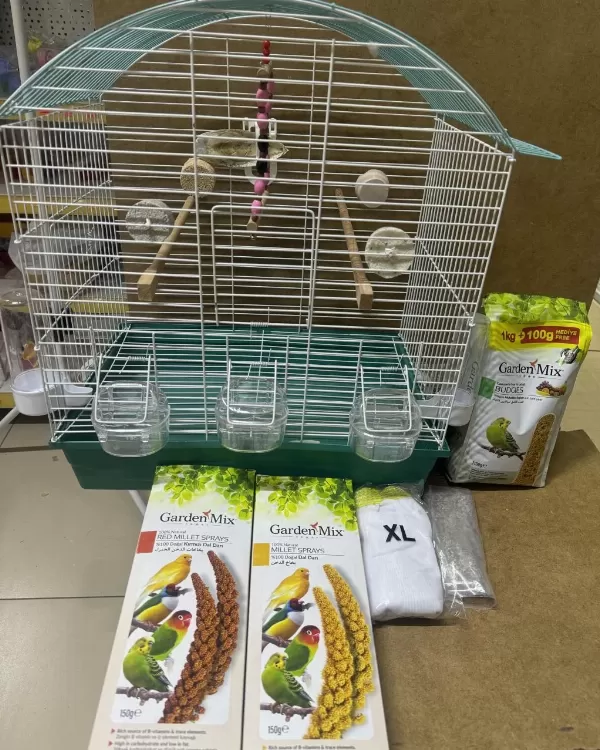 Bebek Muhabbet Kuşu Yeni Yeme Düşmüştür