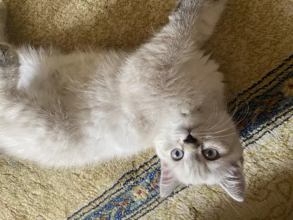 Şeker Kedimiz Yeni Yuvasını Arıyor
