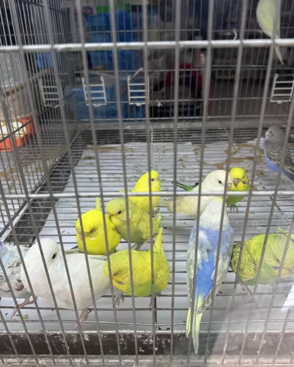 Bebek Muhabbet Kuşu Yeni Yeme Düşmüş