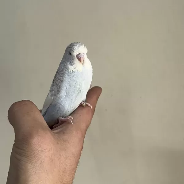 Bebek Muhabbet Kuşu Yeni Yeme Düşmüş
