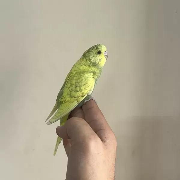 Bebek Muhabbet Kuşu Yeni Yeme Düşmüş