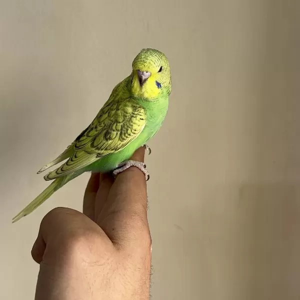 Bebek Muhabbet Kuşu Yeni Yeme Düşmüş