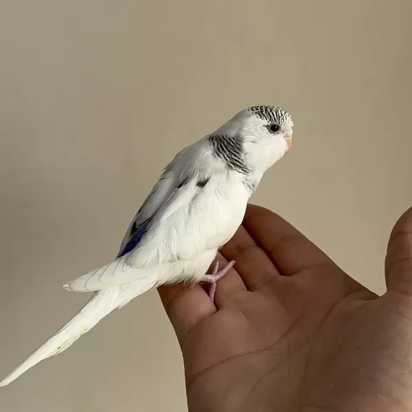 Bebek Muhabbet Kuşu Yeni Yeme Düşmüş
