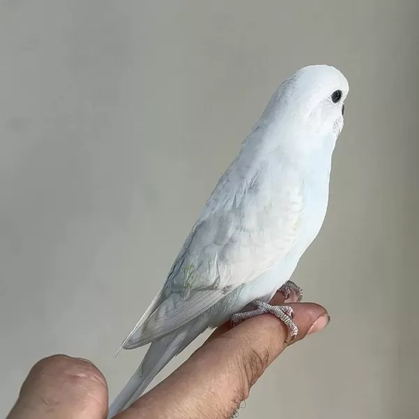 Bebek Muhabbet Kuşu Yeni Yeme Düşmüş