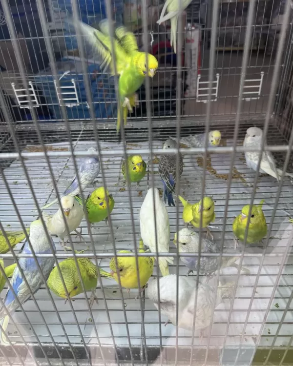 Bebek Muhabbet Kuşu Yeni Yeme Düşmüş