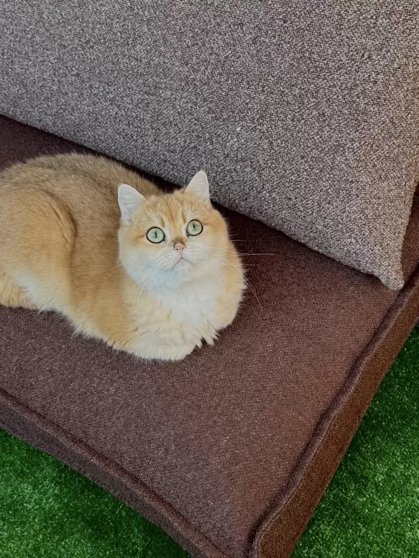 4 Yaşında Dişi Kedimiz Kısırlaştırılmamış