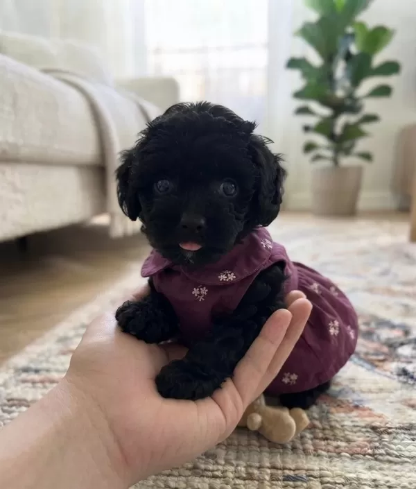 Çok Uyguna Teacup Minik Köpekler