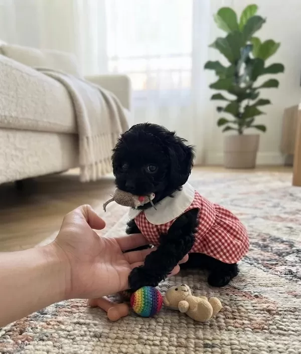 Çok Uyguna Teacup Minik Köpekler