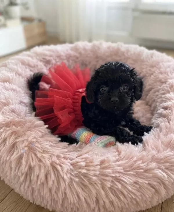 Çok Uyguna Teacup Minik Köpekler