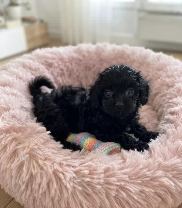 Çok Uyguna Teacup Minik Köpekler