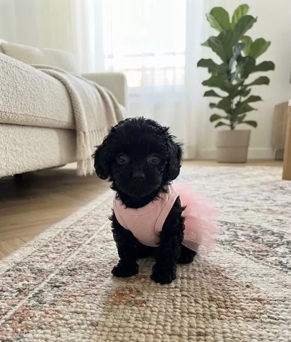Teacup Toy Maltipoo Minikler