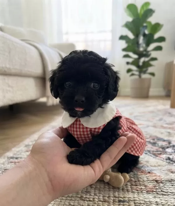 Teacup Toy Maltipoo Minikler
