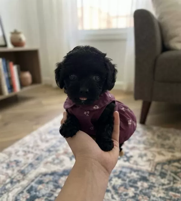 Teacup Toy Maltipoo Minikler