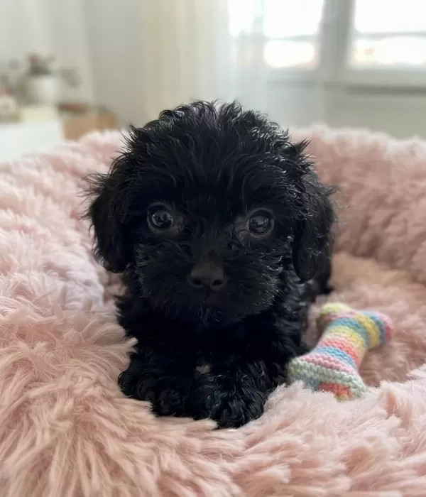 Teacup Toy Maltipoo Minikler