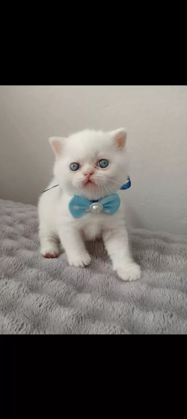 Mavi Gözlü Blue Point British Shorthair Yavrular
