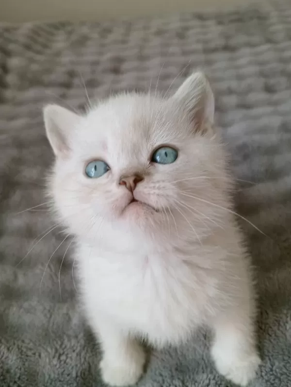 Mavi Gözlü Blue Point British Shorthair Yavrular