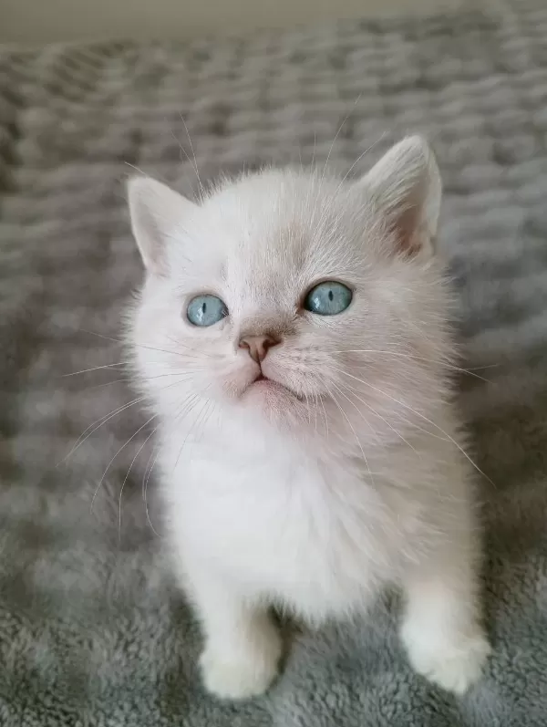 Mavi Gözlü Blue Point British Shorthair Yavrular