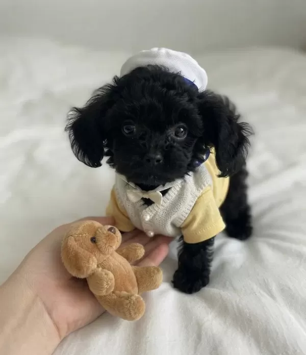 Ev Ortamından Siyah Toy Poodle Yavrular