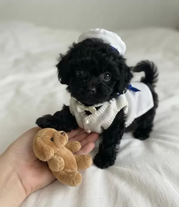 Ev Ortamından Siyah Toy Poodle Yavrular