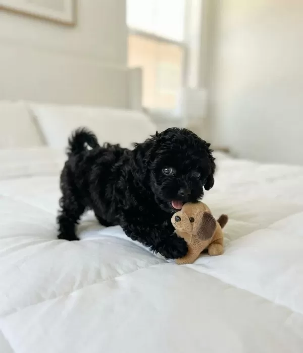 Ev Ortamından Siyah Toy Poodle Yavrular