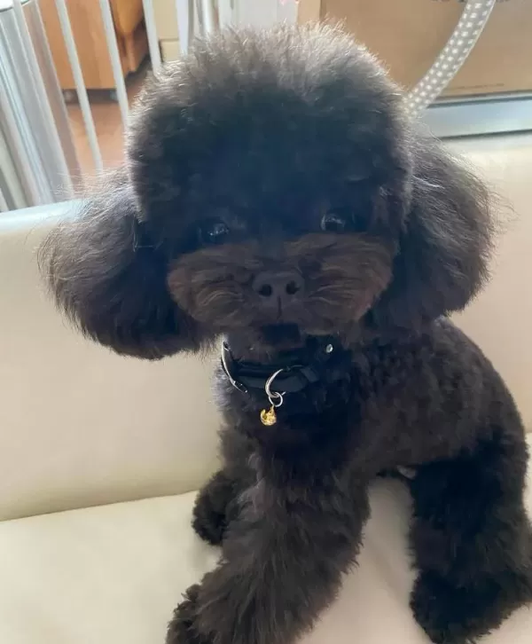 Ev Ortamından Siyah Toy Poodle Yavrular