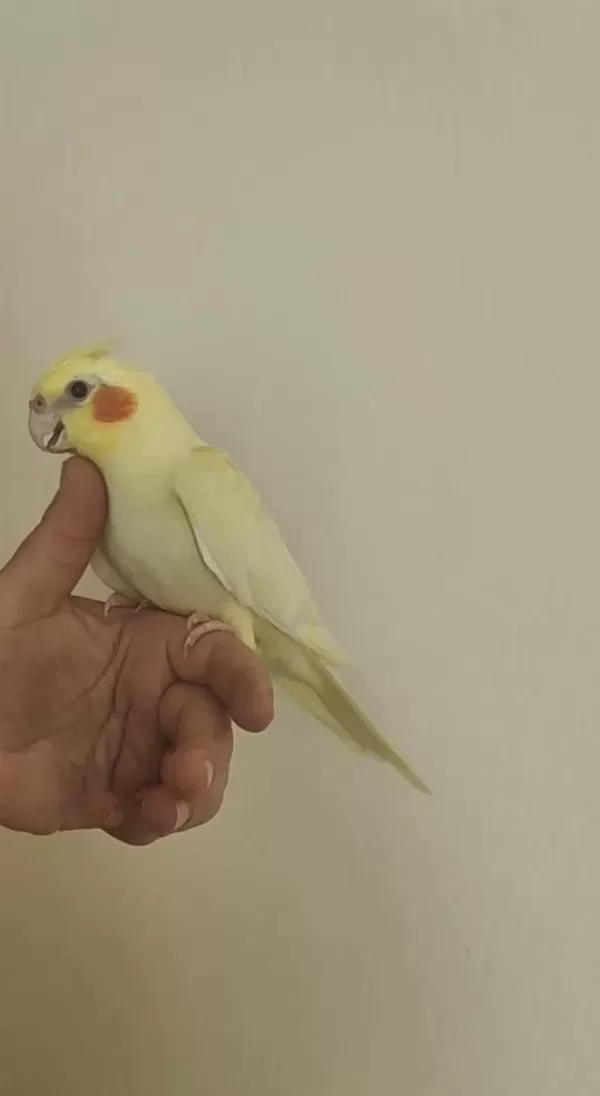 Ev Üretimi Sultan Papağanı