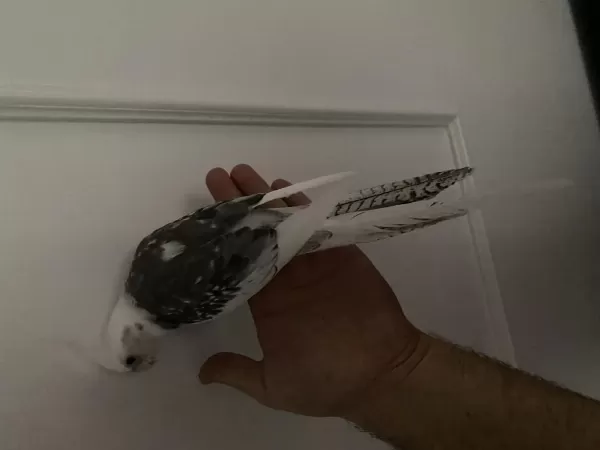 Evcil Wifi Face Mutasyonu Sultan Papağanı