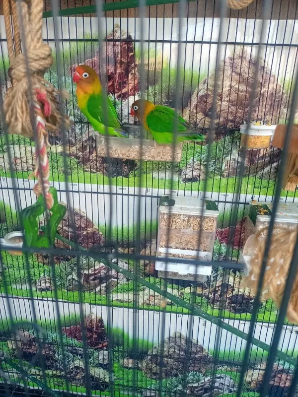 Sağlıklı Eş Cennet Papağanı