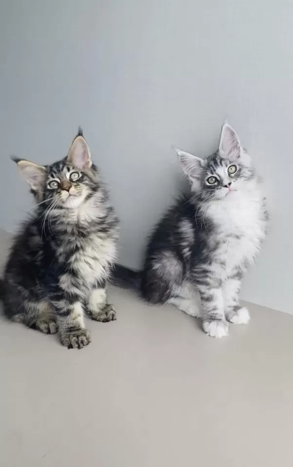 Değerimi Bilene Xxl Maine Coon Bebeklerim