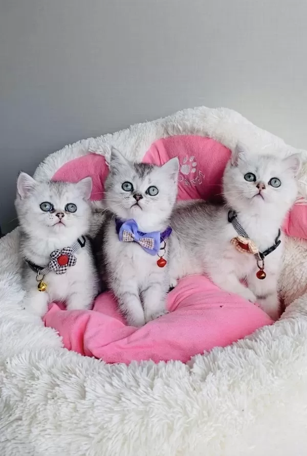 Acil Değerinin Altında Silver Brıtısh Shorthair Bebekler