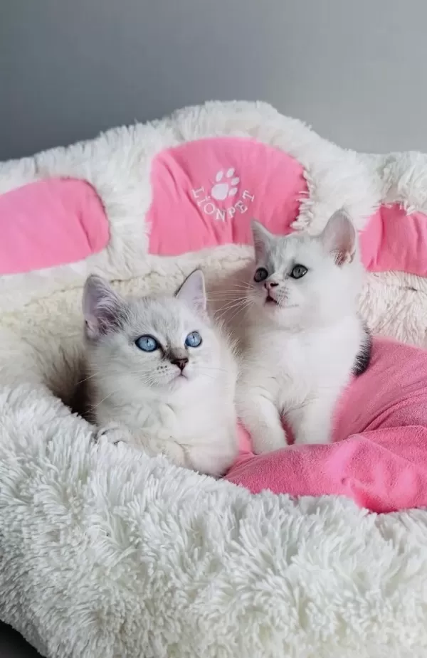 Maviş Point British Shorthair Bebeğim