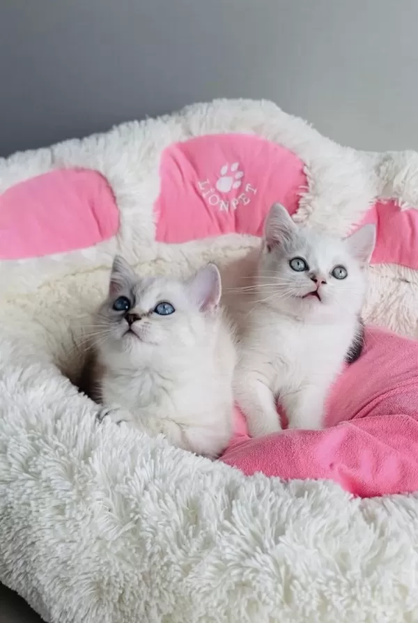Maviş Point British Shorthair Bebeğim