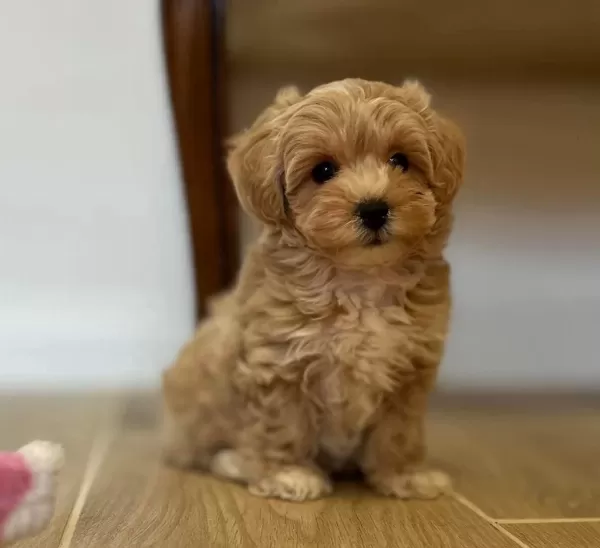 Maltipoo Yavrularimiz