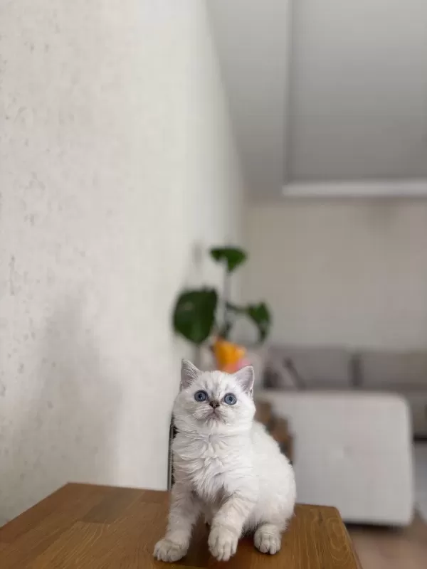 British Shorthair Silver Yavrular