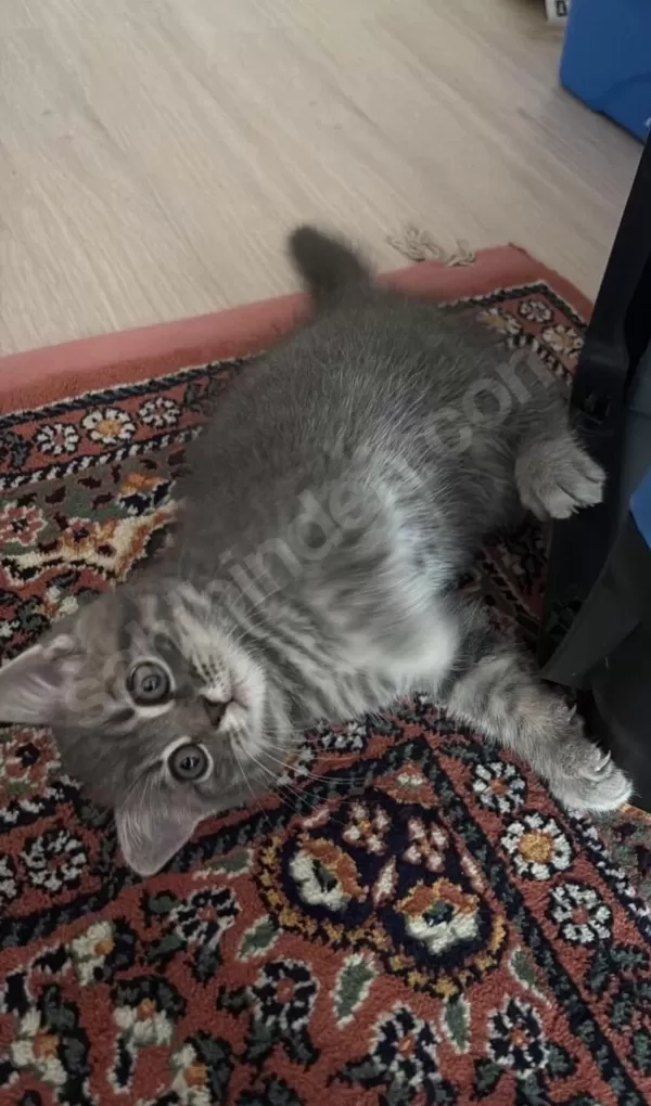 Kedimiz Yeni Yuvasını Arıyor