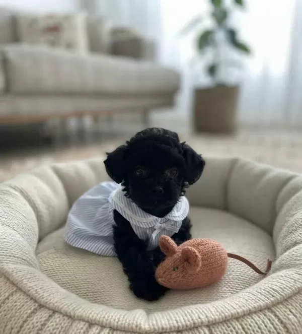 Toy Poodle Minik Köpekler