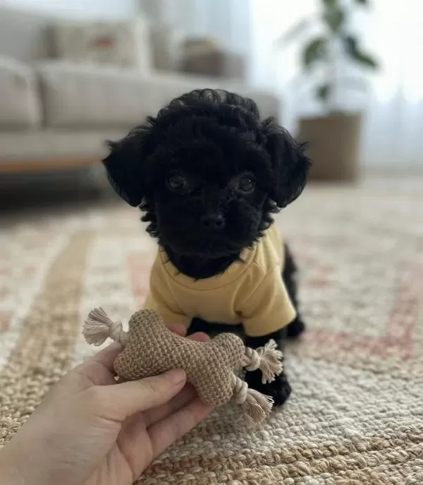 Toy Poodle Minik Köpekler