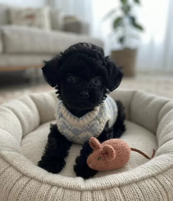 Toy Poodle Minik Köpekler