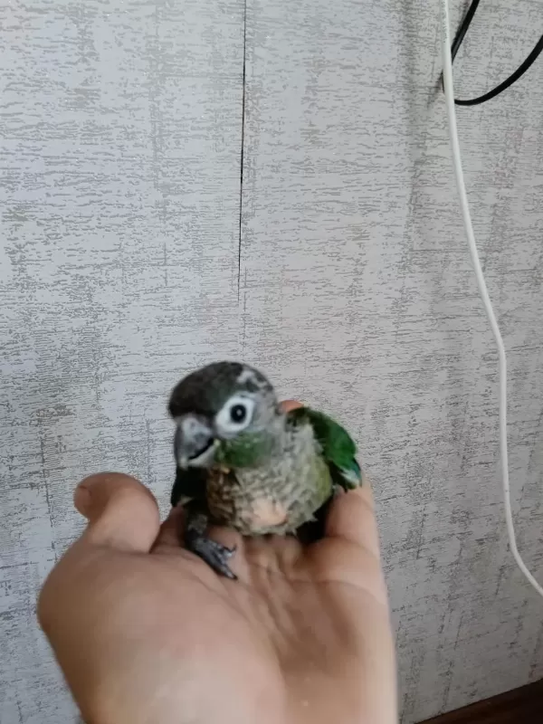 Yavru Konur Papağanı