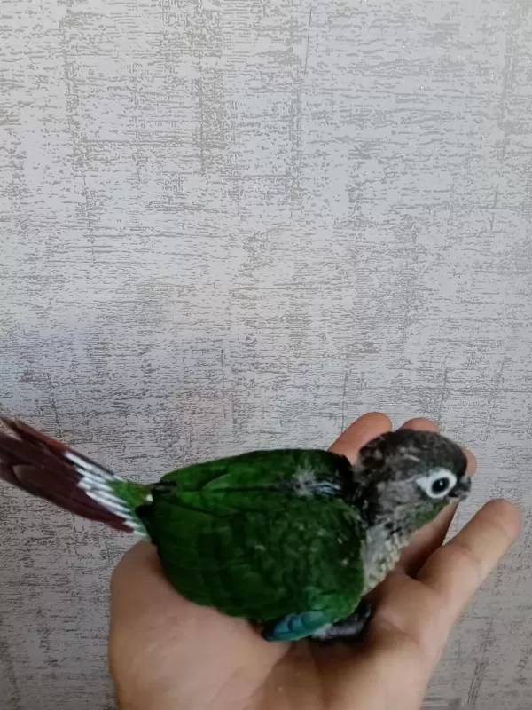 Yavru Konur Papağanı