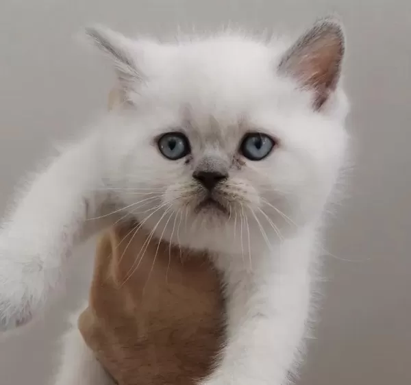 A Kalite British Shorthair Yavrularim